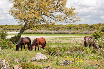 cavallini della giara, giara di gesturi wild horses in nature park