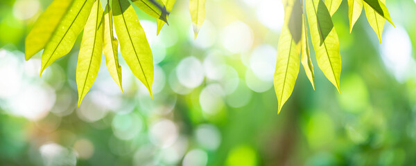 Wall Mural - beautiful nature background with green leaf blurred and copy space.