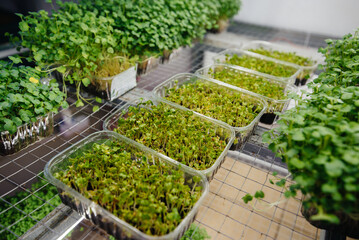 Juicy and young sprouts of micro greens in the greenhouse. Growing seeds. Healthy eating