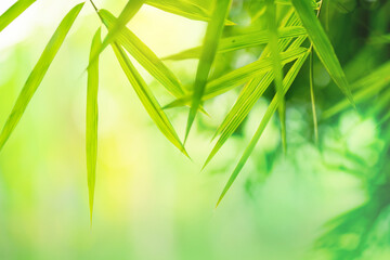 Wall Mural - beautiful nature background with green leaf bamboo blurred and copy space.