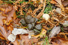White-tailed Deer Droppings On Forest Floor With Oak Leaves And Grass During Autumn
