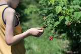Fototapeta  - Child picking raspberries at a farm