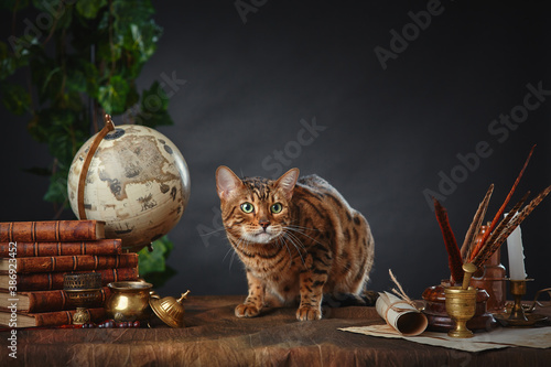 Cuadros en Lienzo Bengal cat, vintage items, books and manuscripts on the table on a dark background
