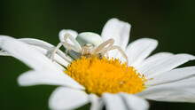 The Flower (crab) Spider (lat. Misumena Vitia), Of The Family Thomisidae.