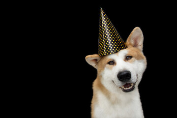 Wall Mural - Akita dog puppy celebrating new year, birthday, carnival wearing a polka party hat. Isolated on black background.