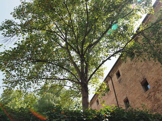 Ferrara, Italy. Medieval old town, a large tree in an ancient garden.