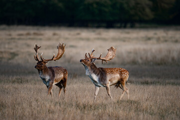 Wall Mural - Rutting fallowbuck