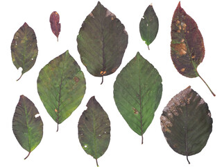 Colourful autumn leaves. Selection isolated dark green fallen leaves from beech and cherry trees