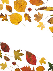 colourful autumn leaves. selection isolated yellow and red fallen leaves from many trees. arranged i