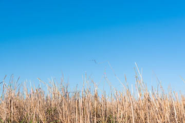 Hay straw field golden close-up beautiful summer rural sun landscape bulgaria perspective creative