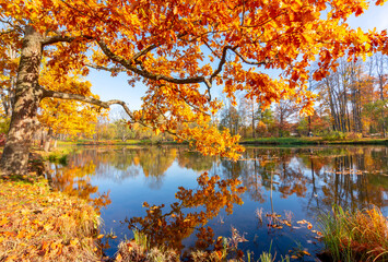 Oak tree in autumn in Alexander park, Tsarskoe Selo (Pushkin), Saint Petersburg, Russia