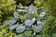 Majestic hosta with blue leaves 