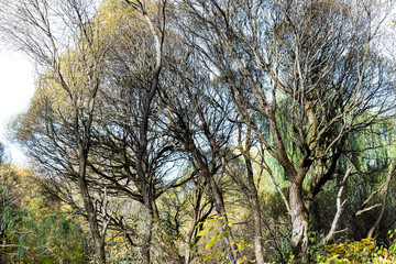 Wall Mural - bare trunks of willows in city park on sunny autumn day