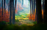 Fototapeta Na ścianę - Piękny widok w lasu