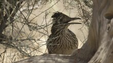 Greater Roadrunner Looking Around, New Mexico, USA