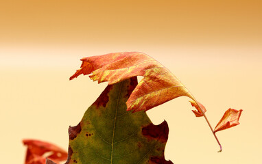 colored dry autumn leaves on the background