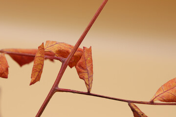 Wall Mural - colored dry autumn leaves on the background