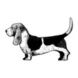 Realistic basset hound. Dog breed - Vector illustration