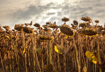 Wall Mural - dried sunflower heads, crops are waiting to be harvested at evening