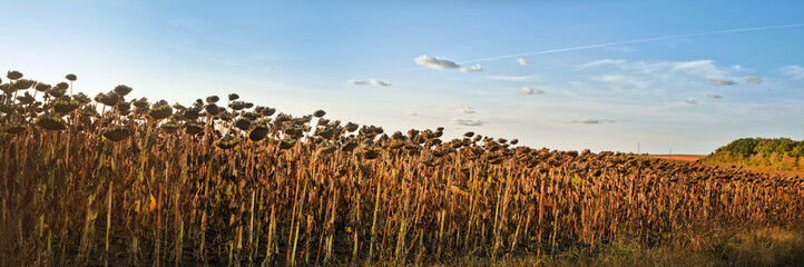 Fotomurales - panoramic view of dried ripe sunflower heads, crops are waiting to be harvested
