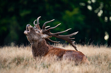 Wall Mural - Roaring red deer stag