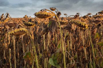 Wall Mural - dried ripe sunflower field awaiting harvest. Field agricultural crops and sky