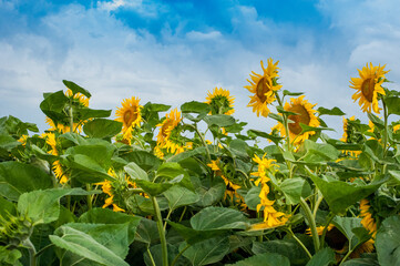 Fotomurales - Beautiful view on sunflower field with sky