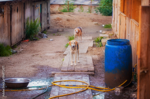 Cuadros en Lienzo The dog for a walk in the courtyard in nature in good weather