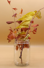 Wall Mural - colored dry autumn leaves on the background