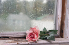 Beautiful Pink Flower On Rainy Day Near The Window Over Old Wood.
Vintage Feminine Style Photo.
Copy Space.