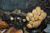 Fototapeta  - mushrooms on the tree