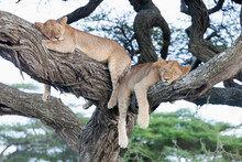 Siesta Time For Pride Of African Lions On Tree Branch