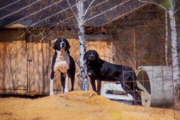 Two beautiful black pointers with shiny fur on a walk in spring