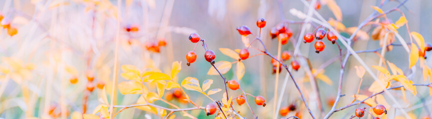 Wall Mural - Beautiful panoramic autumn scenery with colorful leaves, berries and bokeh background