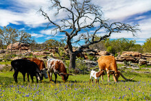 Texas Longhorn Cattle Grazing In The Hill Country