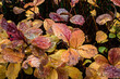 © Ivan Milano - Drops of water on red and yellow autumn leaves