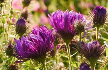 Closeup Of Backlit Purple Aster Flowers (Michaelmas Daisies)