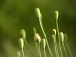 Seed heads of poppy flowers on the green meadow, Gdansk, Poland