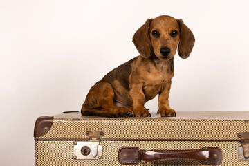 Wall Mural - Portrait of a tan dachshund pup sitting on a suitcase isolated on a white background