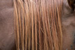 close up of brown horse's mane
