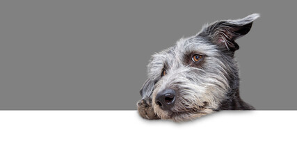 Wall Mural - Cute Scruffy Terrier Dog Hanging Over Banner