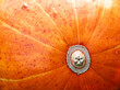 Close-up of orange pumpkin texture. Abstract autumn background, wallpaper, organic vegetarian food.