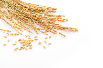 Ears of rice on a white background