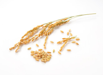 Ears of rice on a white background