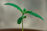 Fototapeta  - Macro of Cannabis seedling looking healthy landscape
