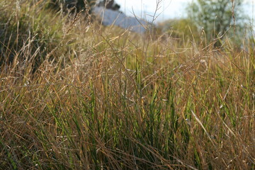 grass in the wind