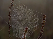 A Spider Web Covered With Dew Drops Entangled Dry Stalks Of Field Weeds