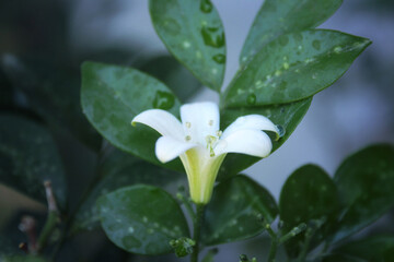 close up of a tea tree flower.