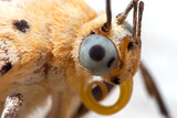 Macro Photo of Eye of Little Yellow Butterfly Isolated on White Background
