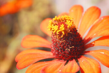 Wall Mural - Close up pretty orange Zinnia flowers in bloom